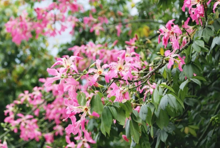 Discover hidden autumn charm of Huangpu's Kapok trees