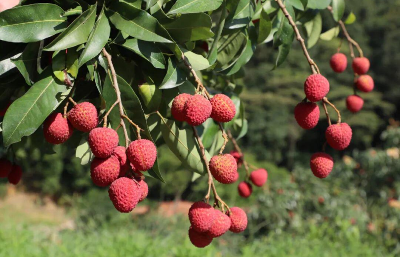Worth the Year-Long Wait: Huangpu Lychees Set to Hit the Market