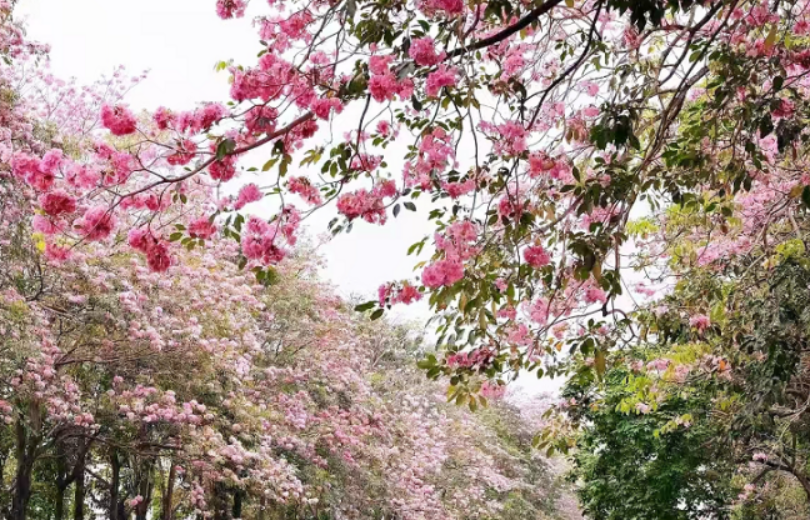 Huangpu, Guangzhou: A Hidden Pink Romance by the Jitang Stream!