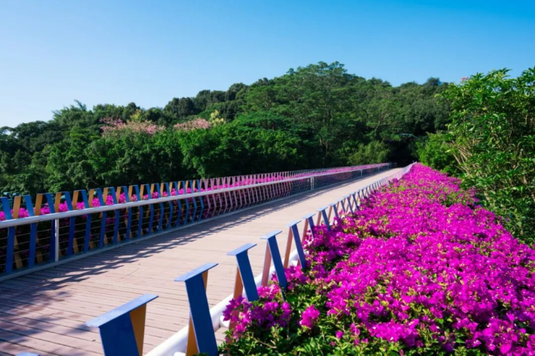 Guangzhou’s Huangpu District Welcomes the 15th National Games with Its “Aerial Flower Corridors”_fororder_图片14