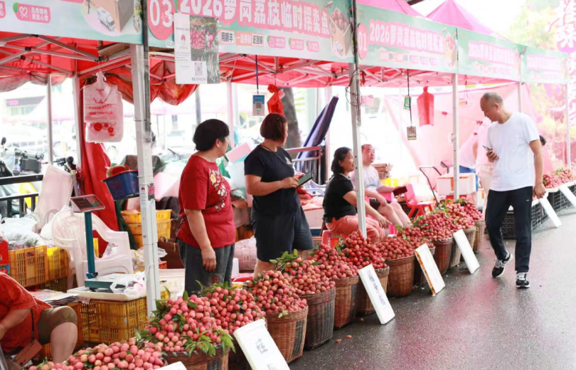 Lychees Ripen as Luogang Lychee Market Opens in Huangpu