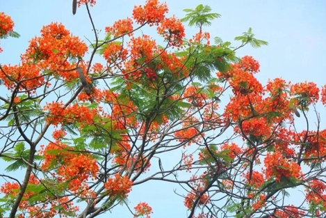 Summer flowers bloom in Huangpu