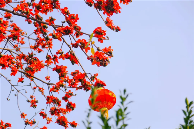 Variety of blossoms turn Huangpu into floral wonderland