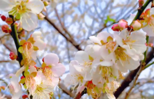 Explore plum blossoms in Huangpu Citizen Park