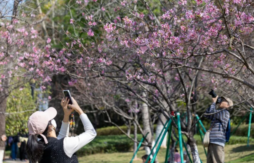 Cherry Blossom Season Is Almost Here: Huangpu's Most Stunning Viewing Spots