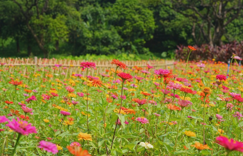 Nearly 7,000 sq m of zinnias bloom in Guangzhou’s Huangpu