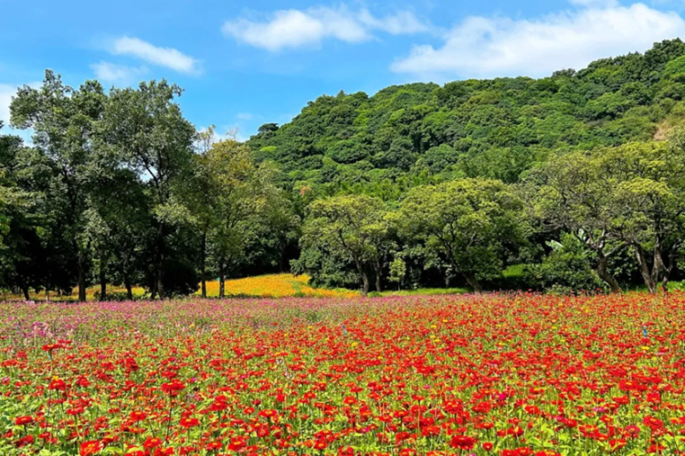 Chuangxin Park in Huangpu: Sanctuary of nature, leisure