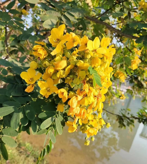 Summer flowers bloom in Huangpu
