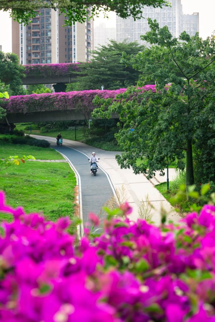Guangzhou’s Huangpu District Welcomes the 15th National Games with Its “Aerial Flower Corridors”_fororder_图片12