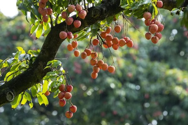 Huangpu lychee festival attracts visitors