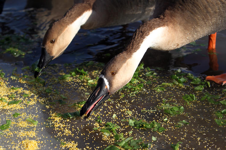 雁舞浑河岸 景绘沈阳冬_fororder_转载图4