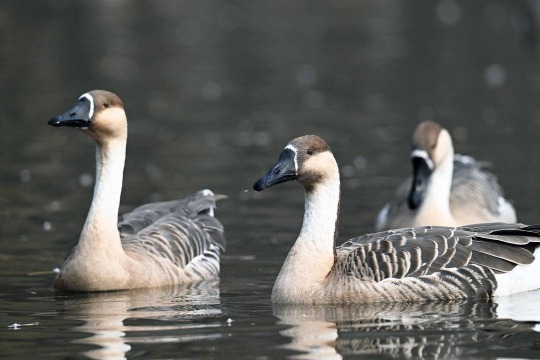 “雁”遇初冬，舞动浑河