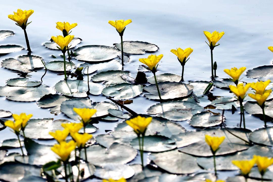 千年荇菜，花开凌河