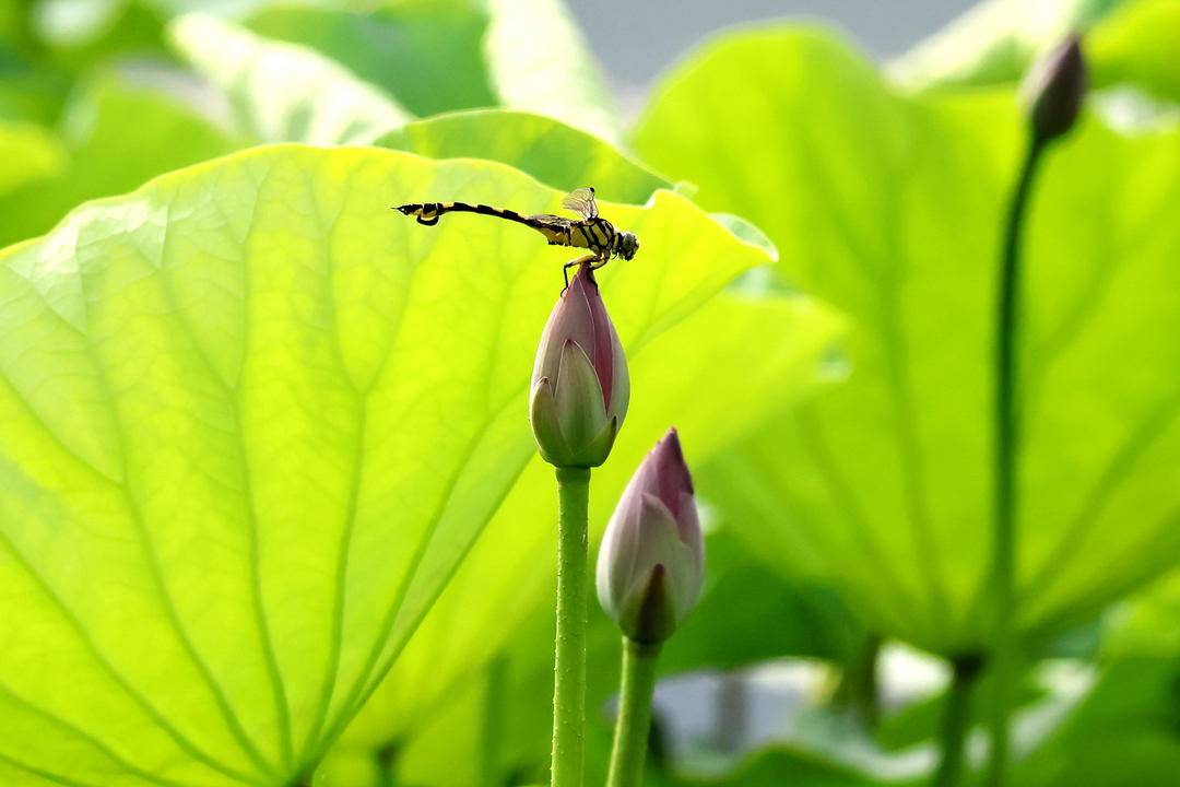 朝阳：荷花胜景，七月诗行