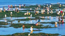 大连海滨避暑游持续升温