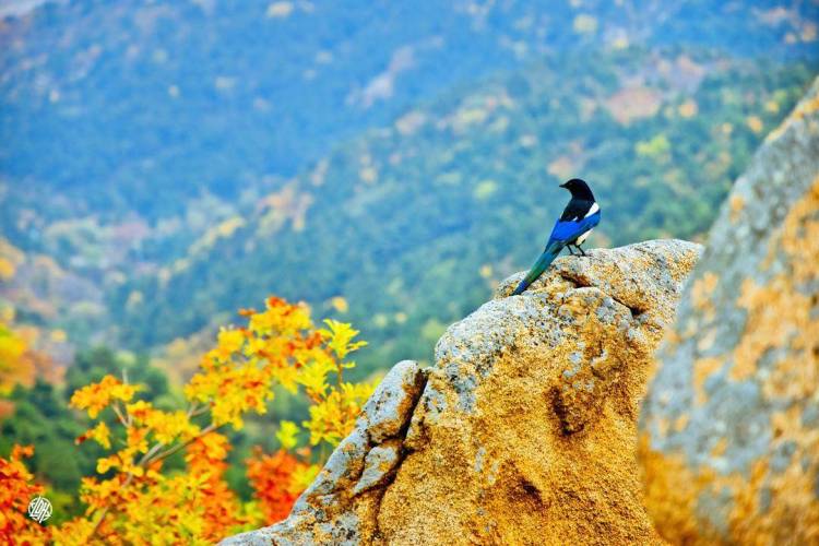 最佳观赏期！阜新第三届海棠山枫叶节启幕