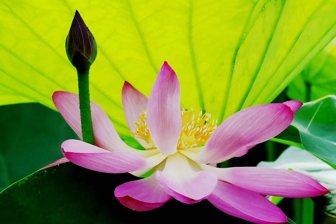 朝阳：荷花胜景，七月诗行