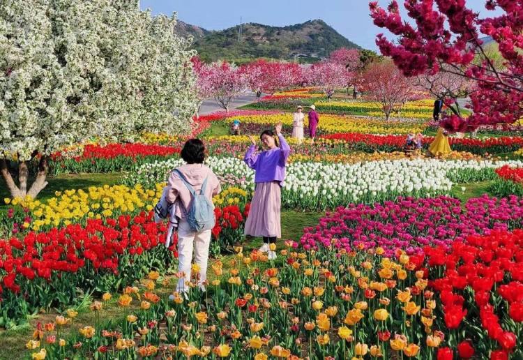 大连英歌石植物园化身“莫奈花园”