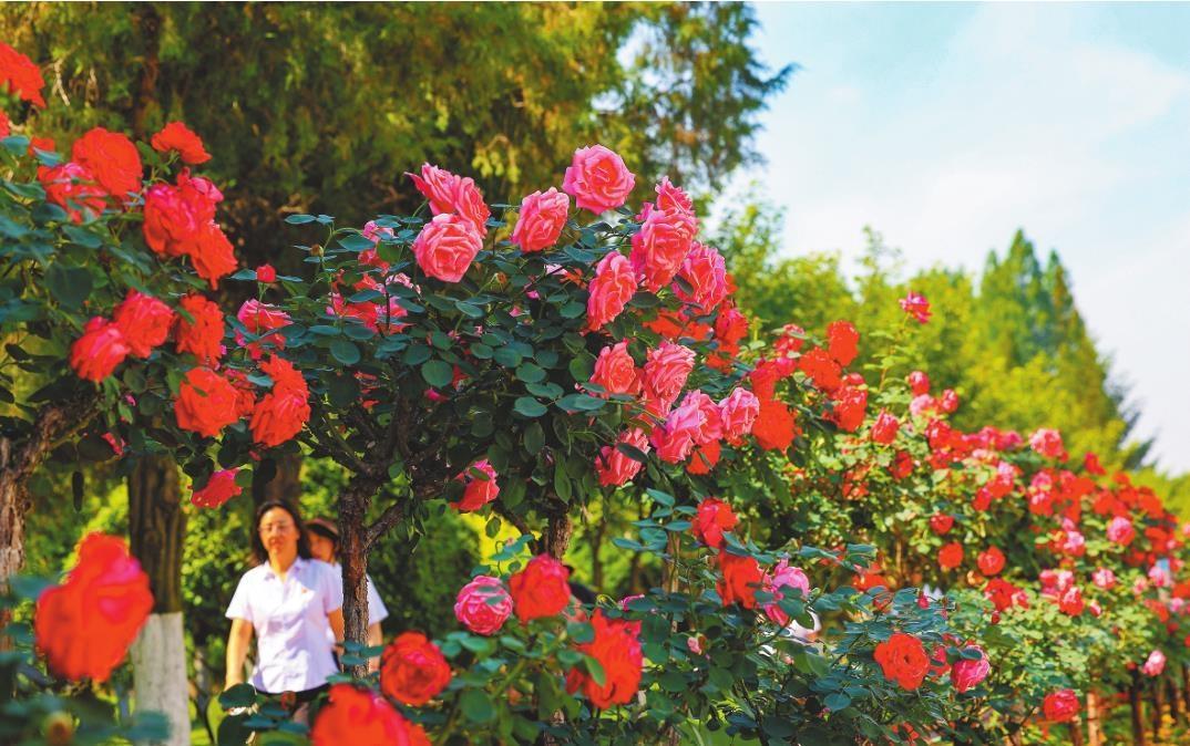 丹东：邂逅一路繁花