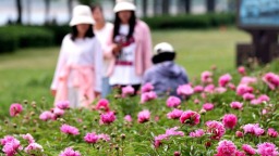 朝阳：五月“花神”芍药盛放
