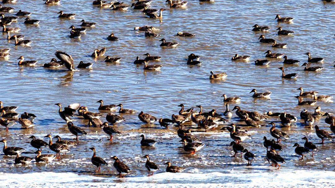 盘锦：成群候鸟壮观迁徙