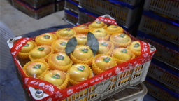 大连普兰店：蟠桃俏销拓宽增收路
