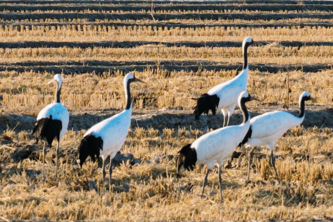 鹤群越冬辽河三角洲