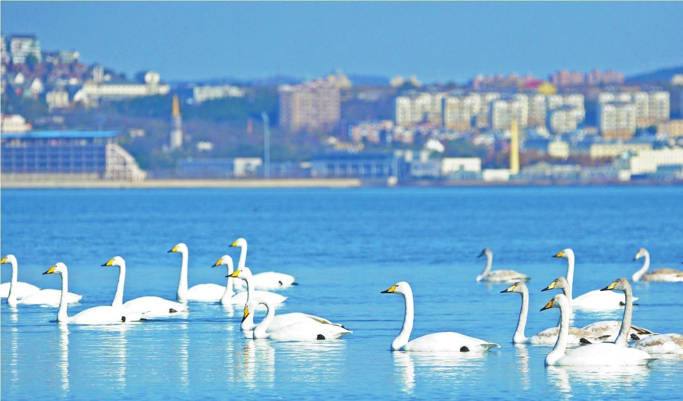 大连旅顺老虎尾湿地越冬天鹅变多了