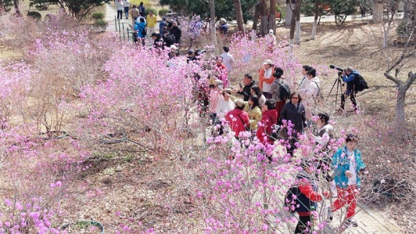 沈阳：杜鹃花开 香飘四溢醉游人
