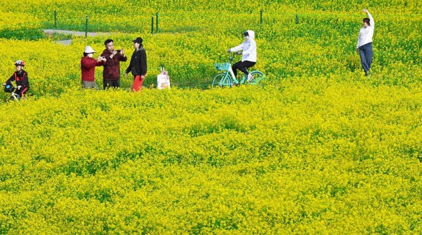 沈阳：金色花海如梦似幻