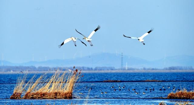 沈阳法库獾子洞：春日里的候鸟天堂