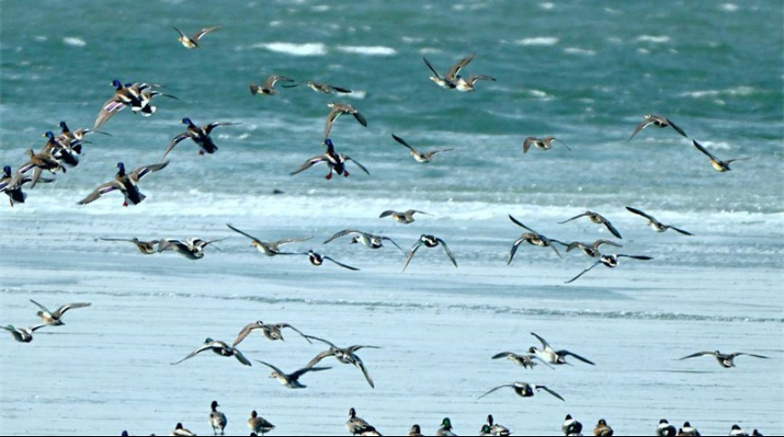 鸟浪来袭！北迁候鸟飞抵盘锦