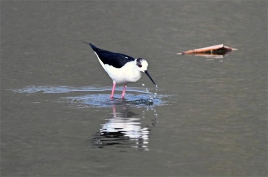 沈阳拉塔湖 长脚鹬踏春而来
