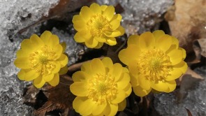 辽宁本溪：冰凌花开报春来