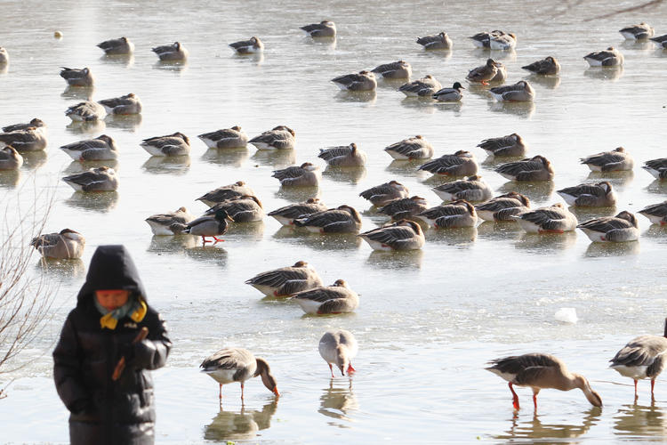 雁舞浑河岸 景绘沈阳冬_fororder_转载图6