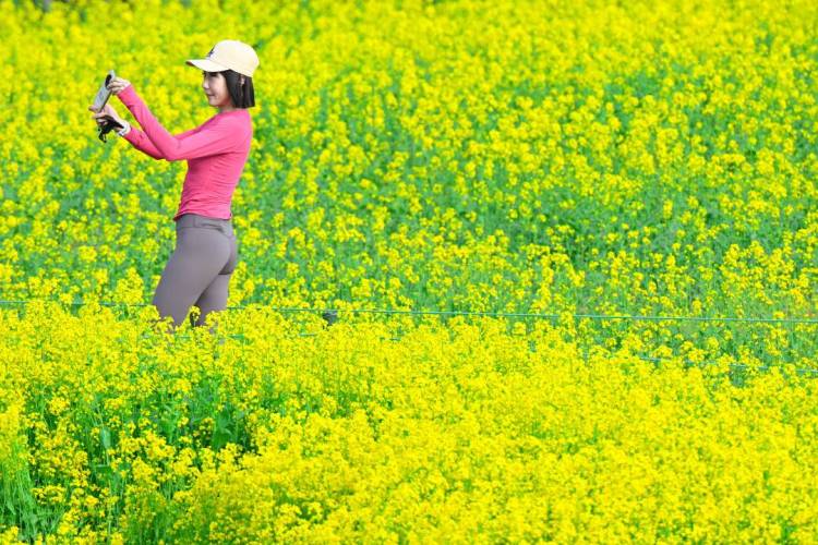 沈阳：金色花海如梦似幻