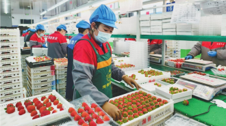 丹东草莓鲜达全国