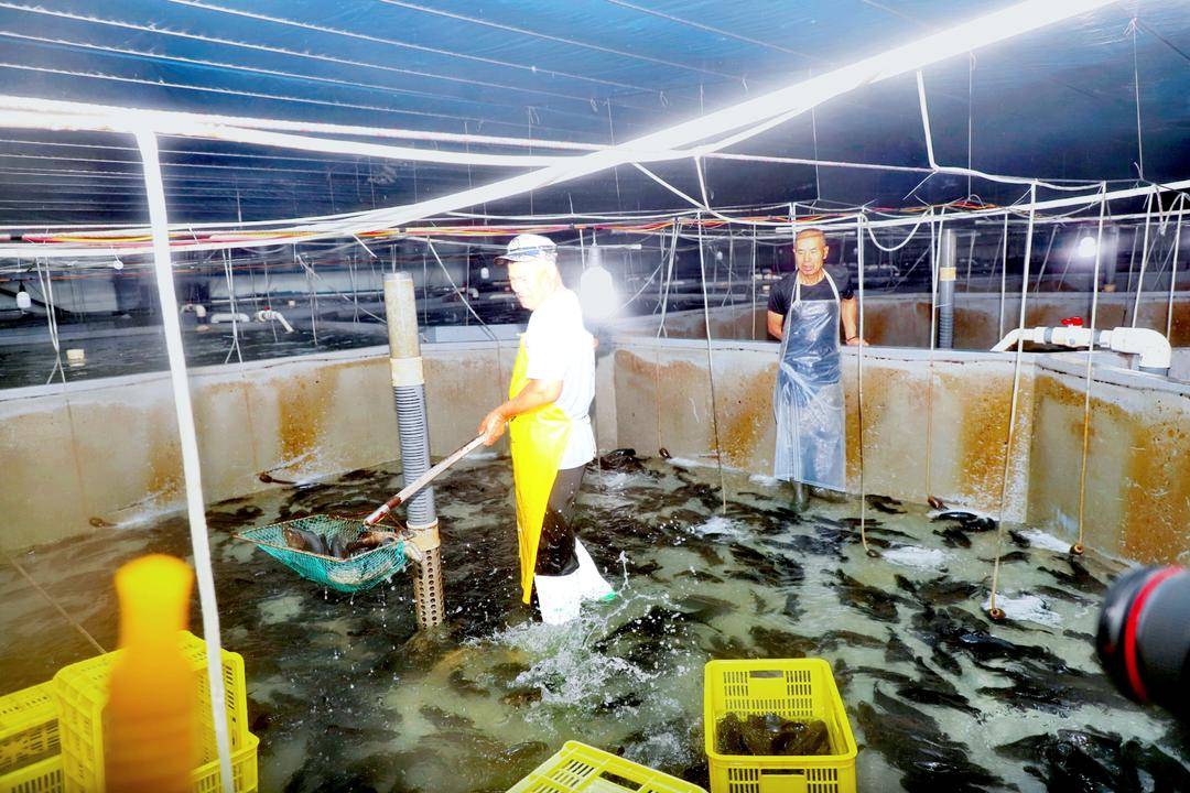 “南鱼北养”！兴城石斑鱼成功上市