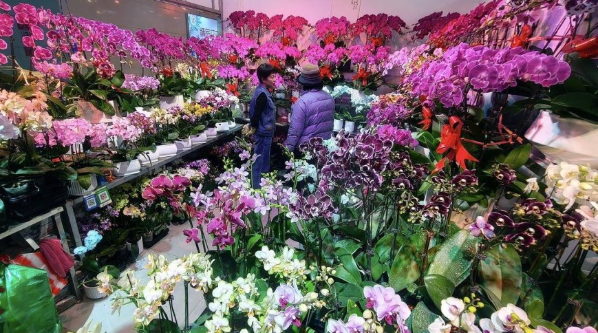 沈阳：购鲜花，迎新年