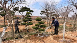 大连普兰店：苗木经济促增收 绘就乡村绿色动能