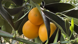 大连普兰店：脆蜜金橘解锁乡村振兴“甜蜜密码”