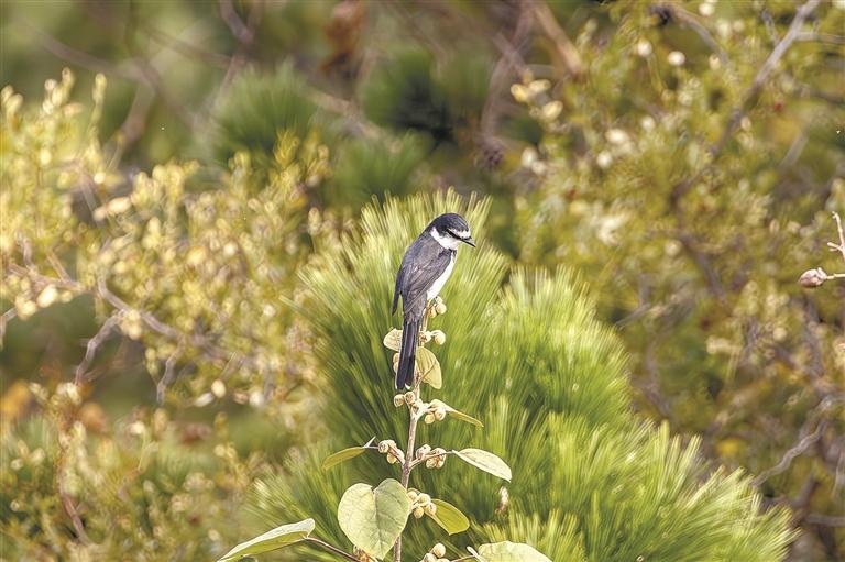琉球山椒鸟现身老铁山 为辽宁省首次记录_fororder_975b5ada-725c-4d21-931c-4717e0796d5f