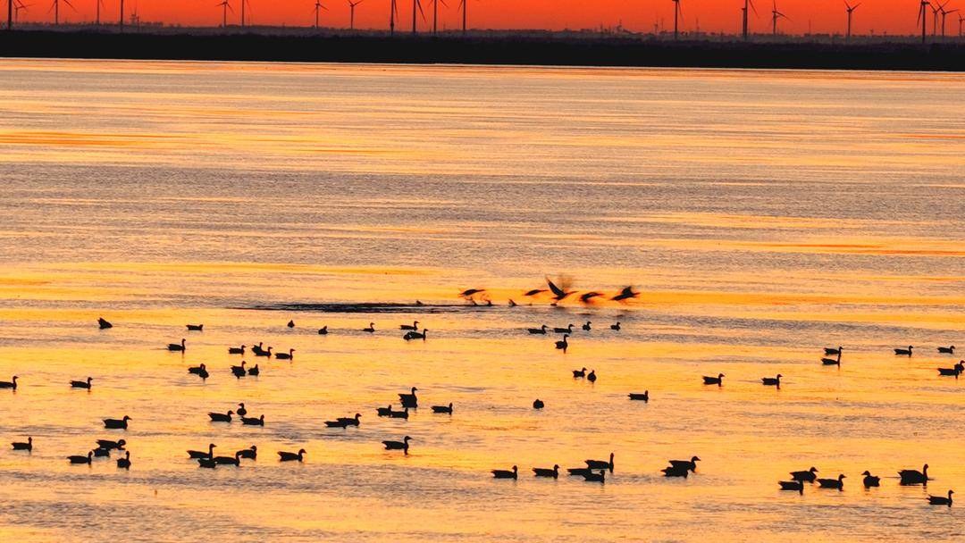 南迁候鸟小憩卧龙湖