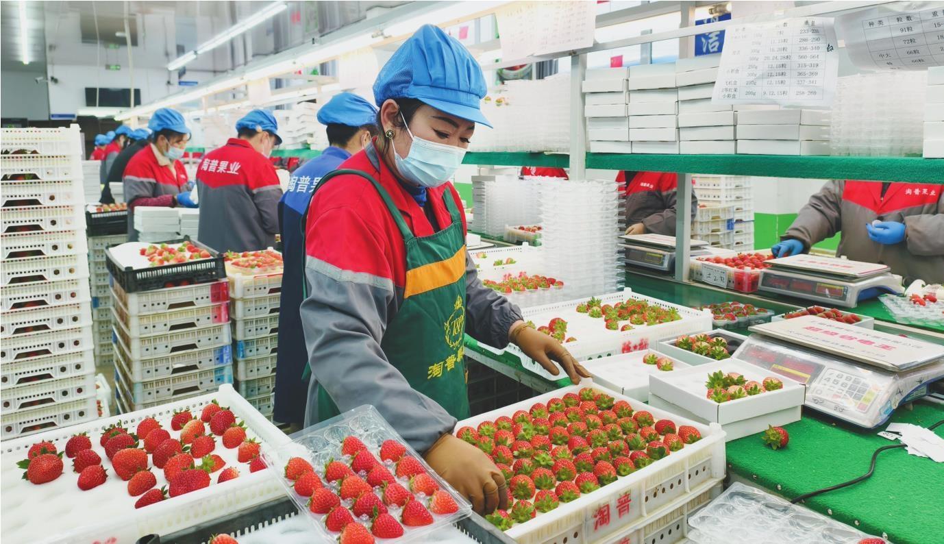 丹东草莓鲜达全国