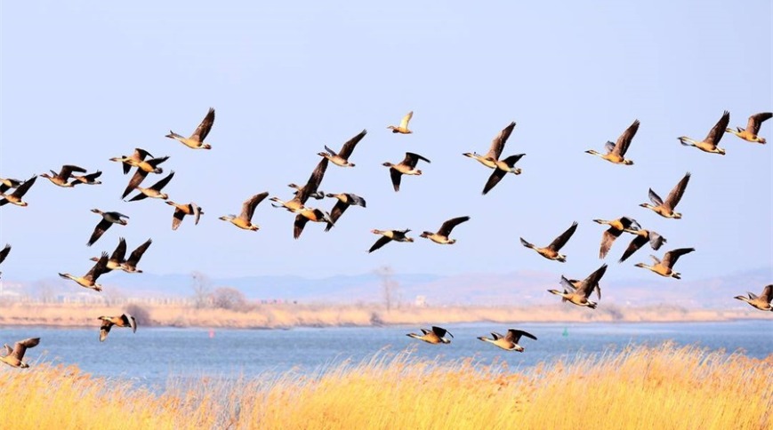 风送春归 ，鸿雁于飞