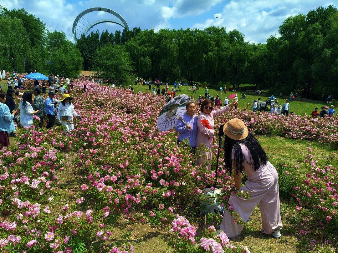 沈阳：月季绽放引客来