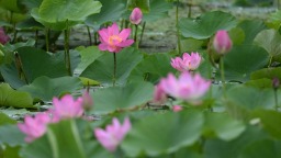 沈阳：接天莲叶碧，北塔观雨荷