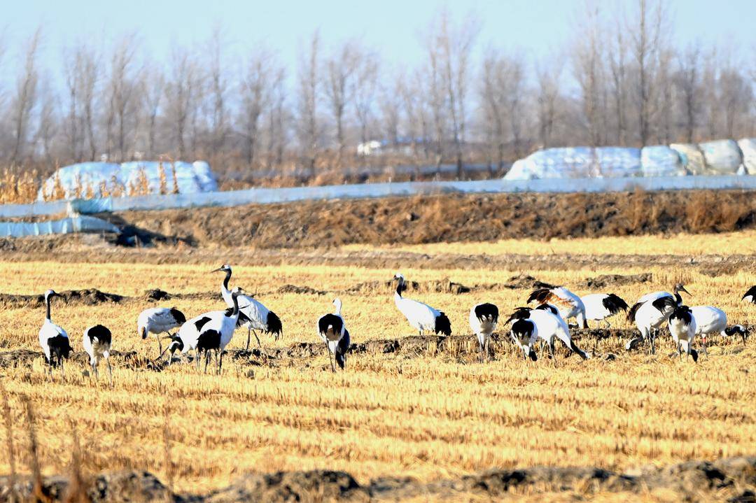 鹤群越冬辽河三角洲