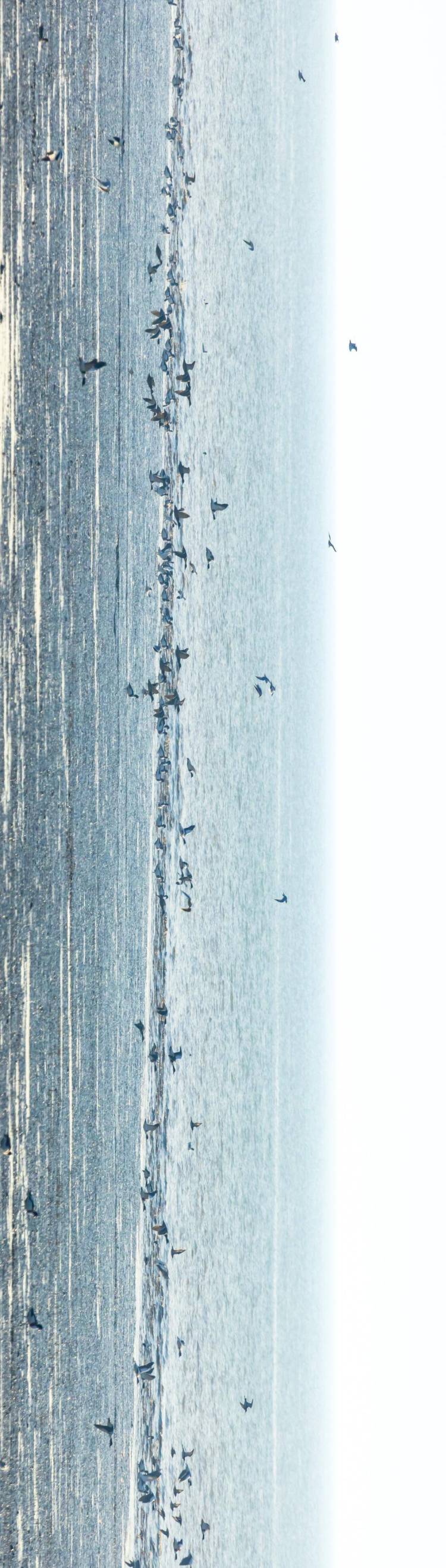 盘锦辽河三角洲湿地迎来候鸟迁徙高峰期