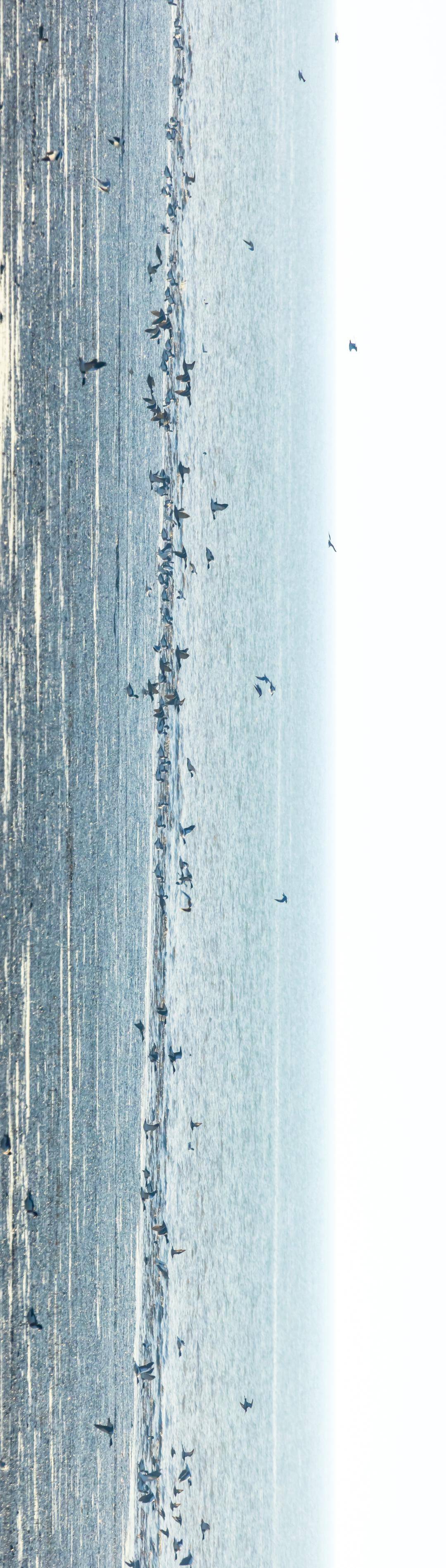 盘锦辽河三角洲湿地迎来候鸟迁徙高峰期